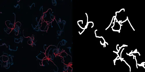One observation from the alkzar90/cell_benchmark dataset